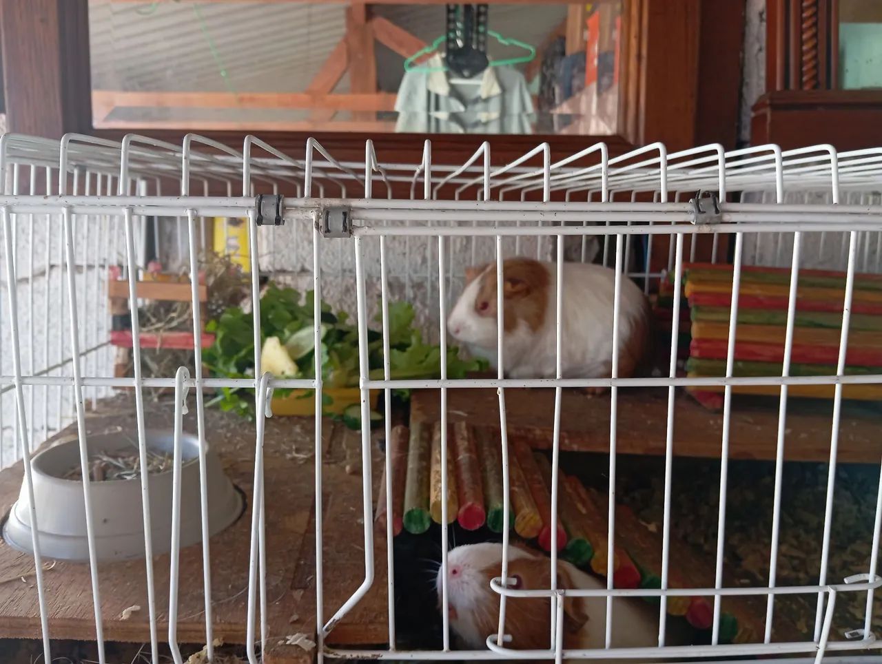 Vendo Porquinhas da índia com cercado e acessórios  - Foto 2
