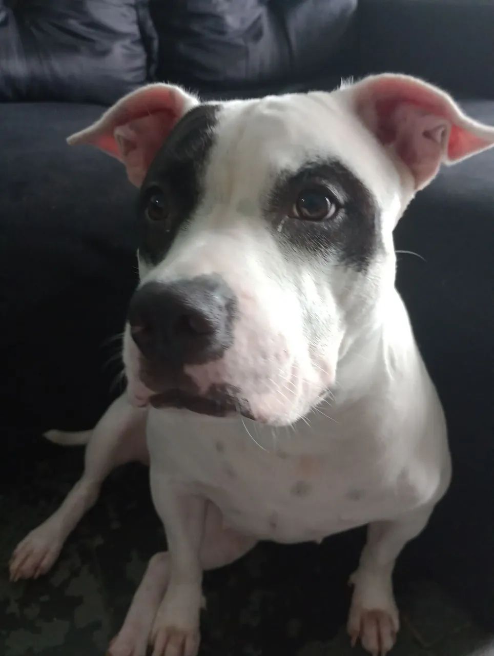 Adoção responsável de pet - Foto 5