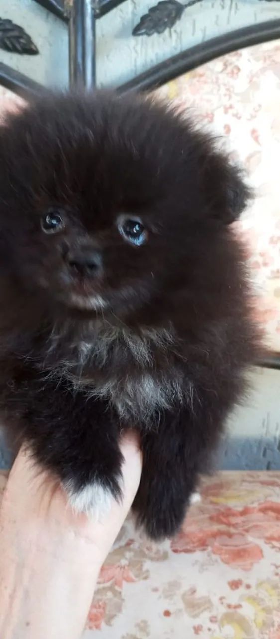 Spitz alemão - Foto 2