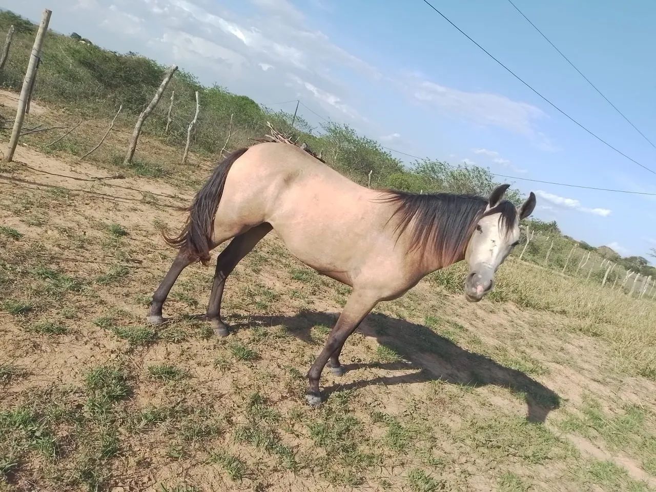 Vendo potra - Foto 3