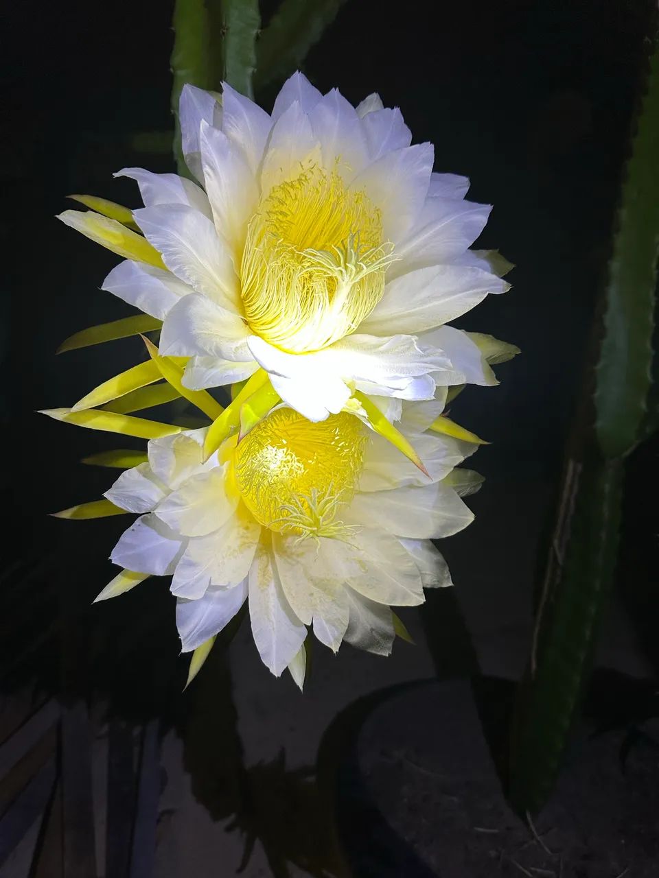 Muda de Pitaya  - Foto 5