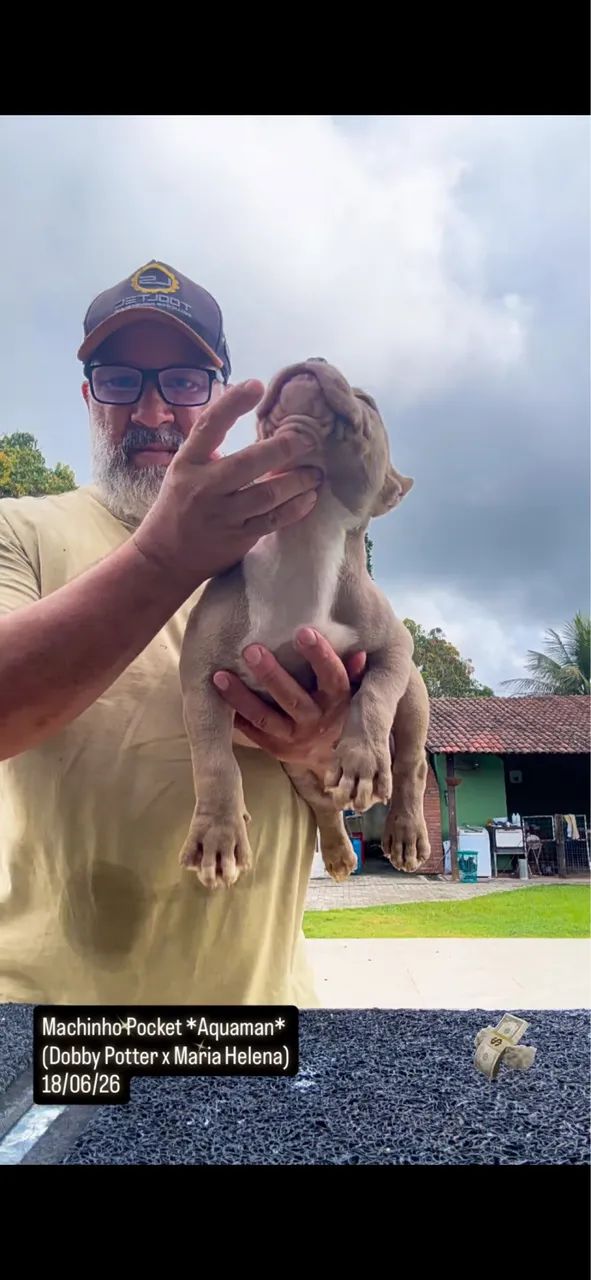 American Bully - Foto 3