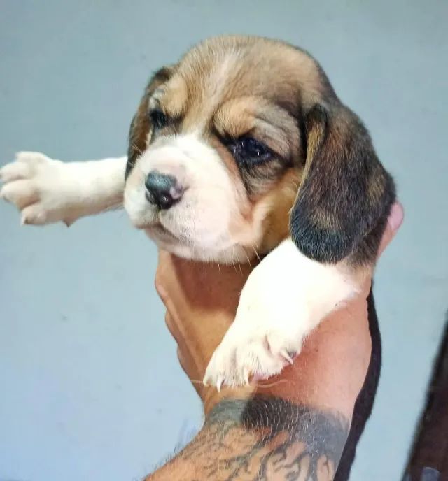 Beagles fofão e querido 