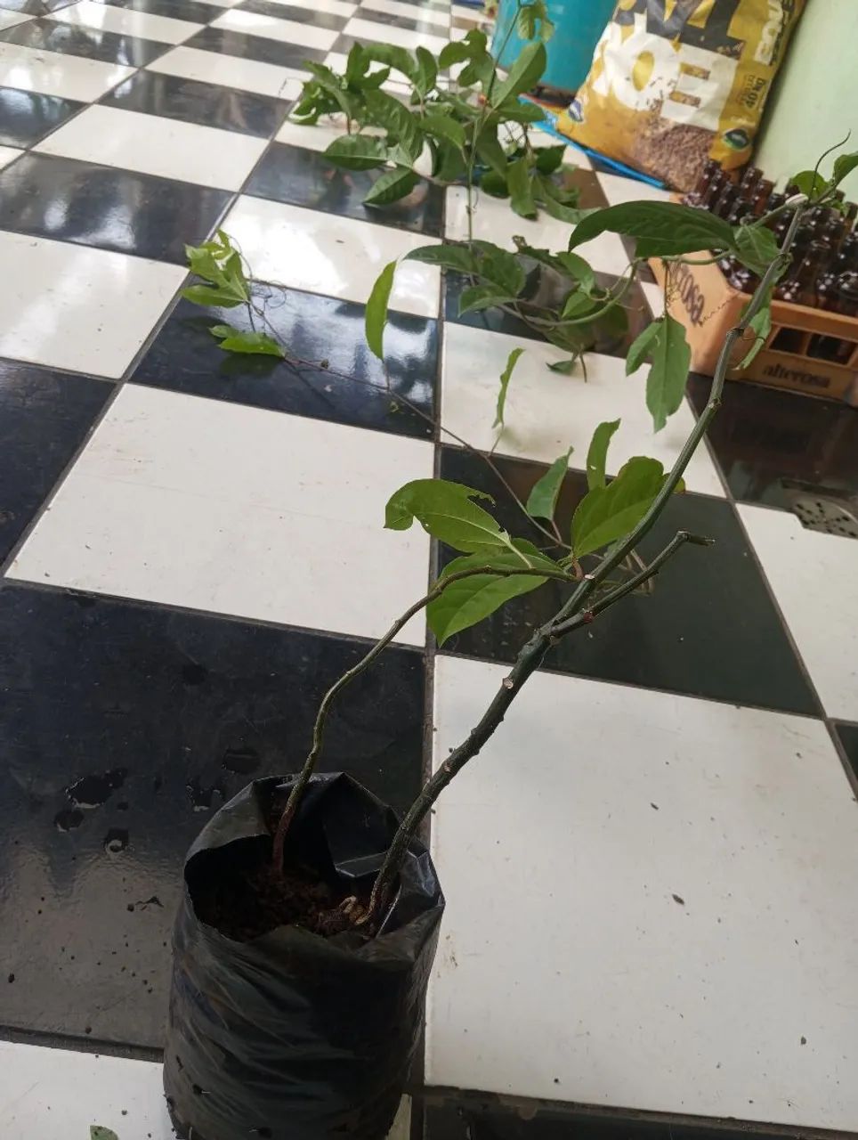 Muda maracujá , quase produzindo