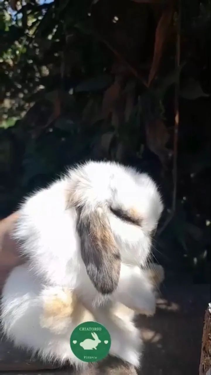 Mini lop - Foto 2