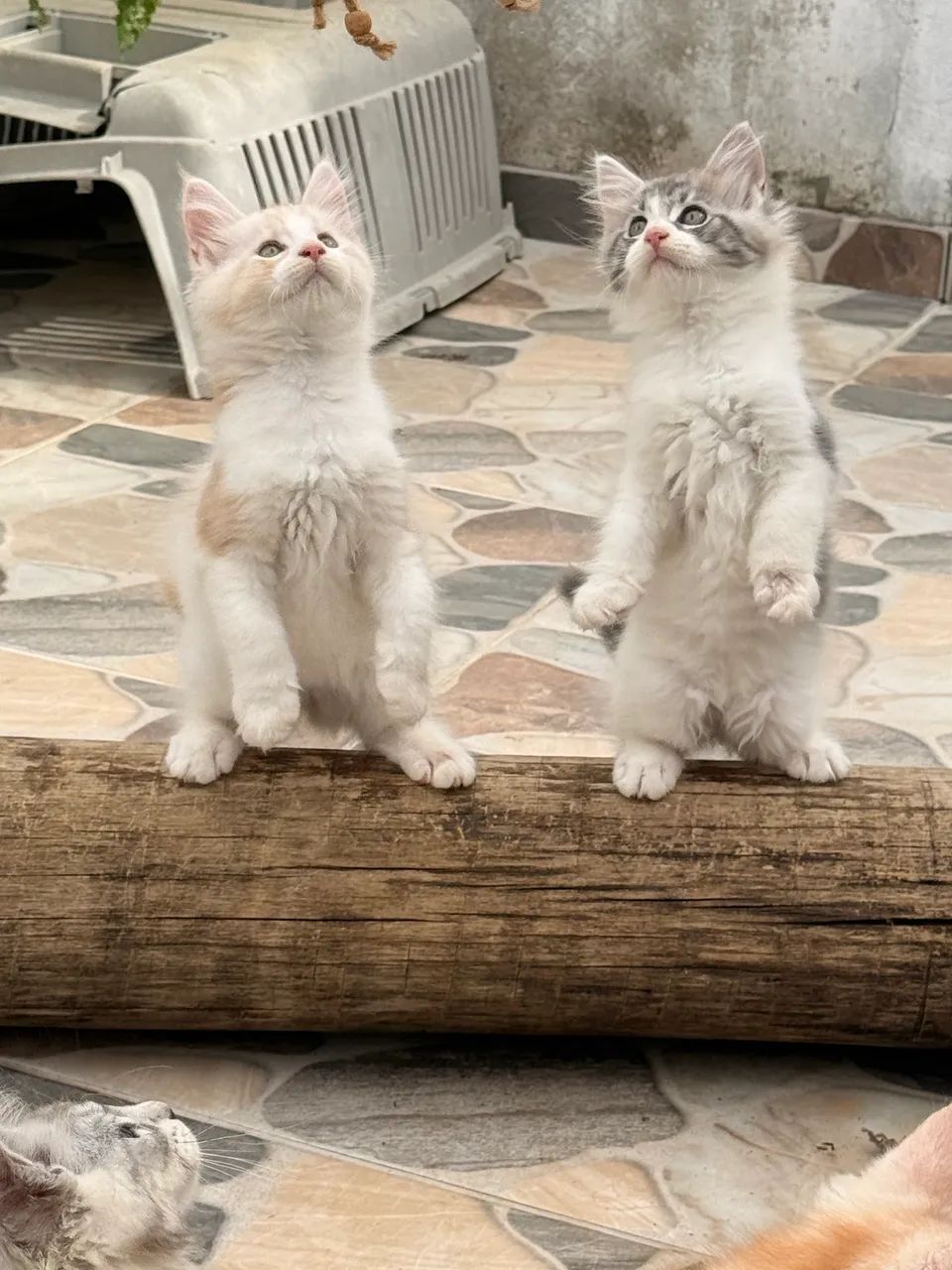 Filhotes Maine Coon o gato Gigante  - Foto 3