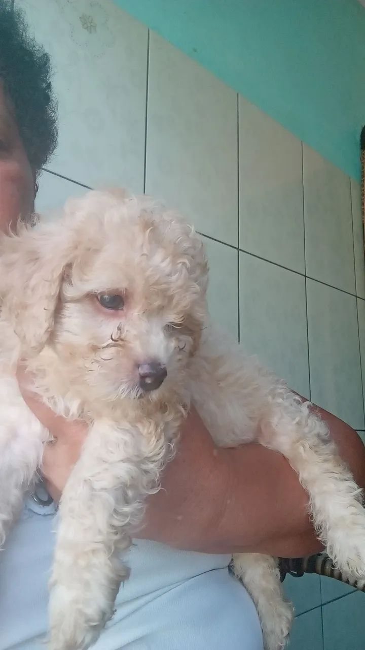 poodle fêmea  - Foto 2