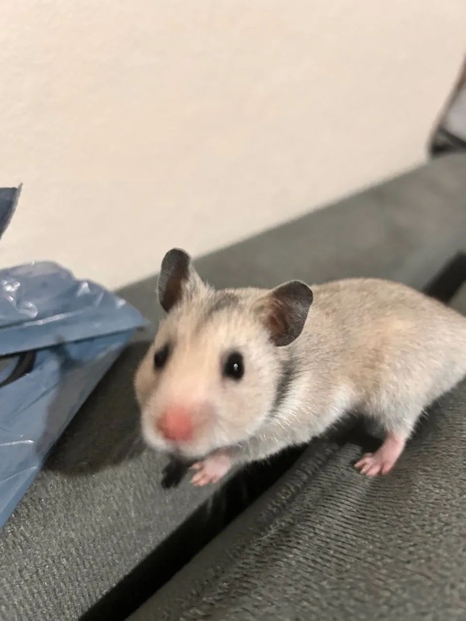 Hamster65203711045379121