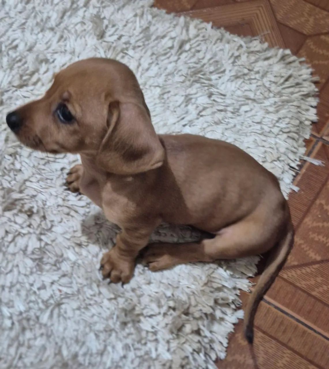 Basset