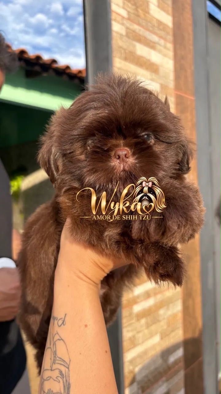 Shih tzu  - Foto 2