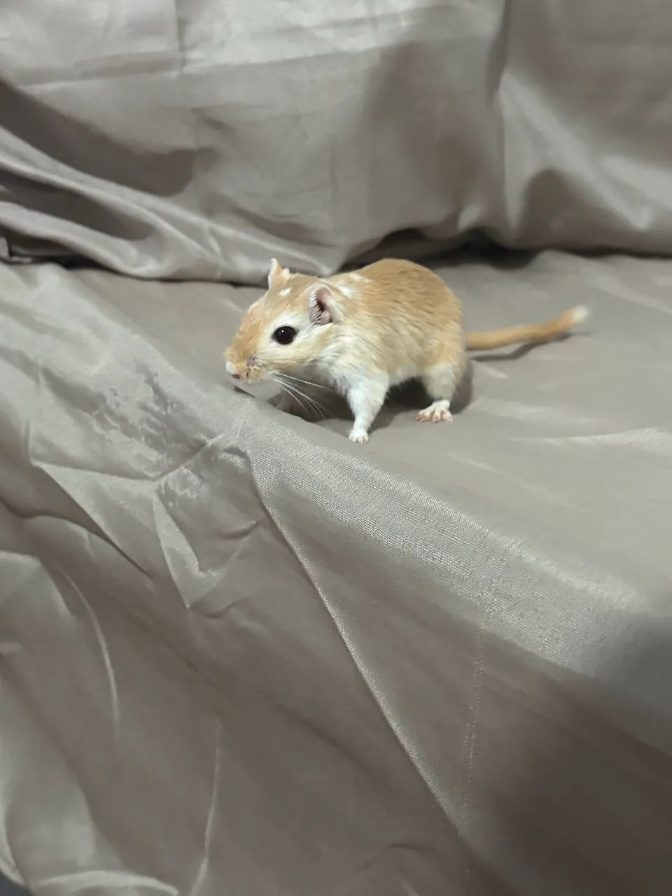 Dupla de Gerbil  - Foto 4