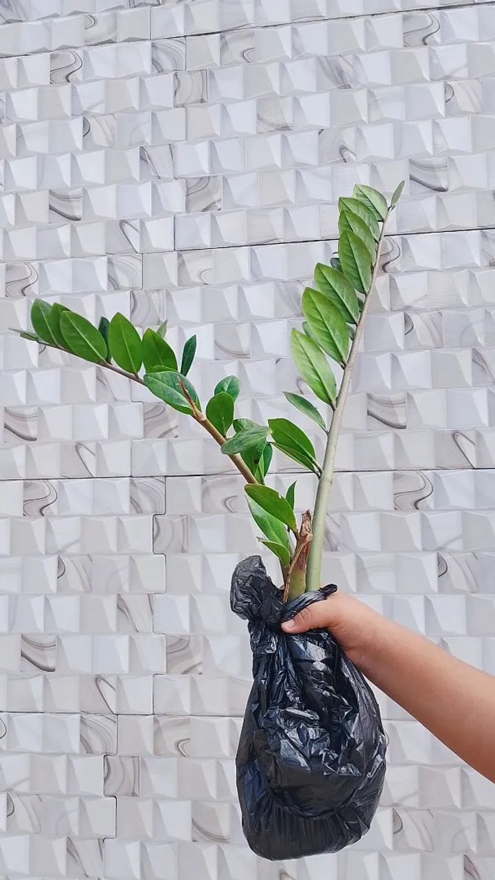 Zamioculca Pequena em Saco Preto ? 3 Mudas