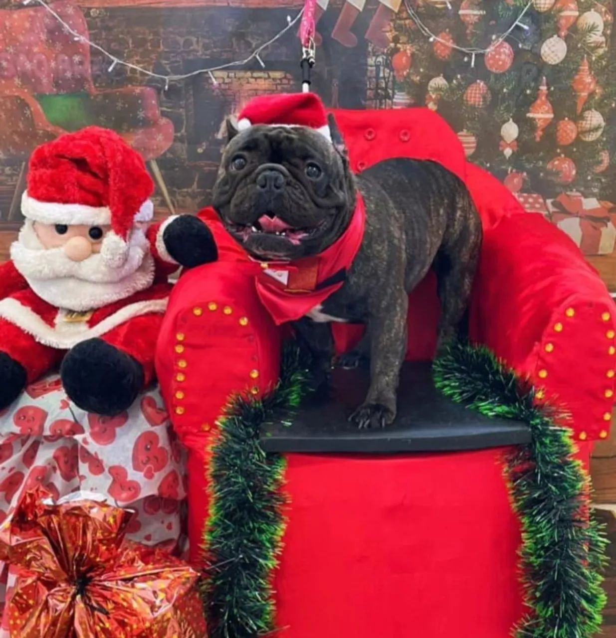 Bulldog francês