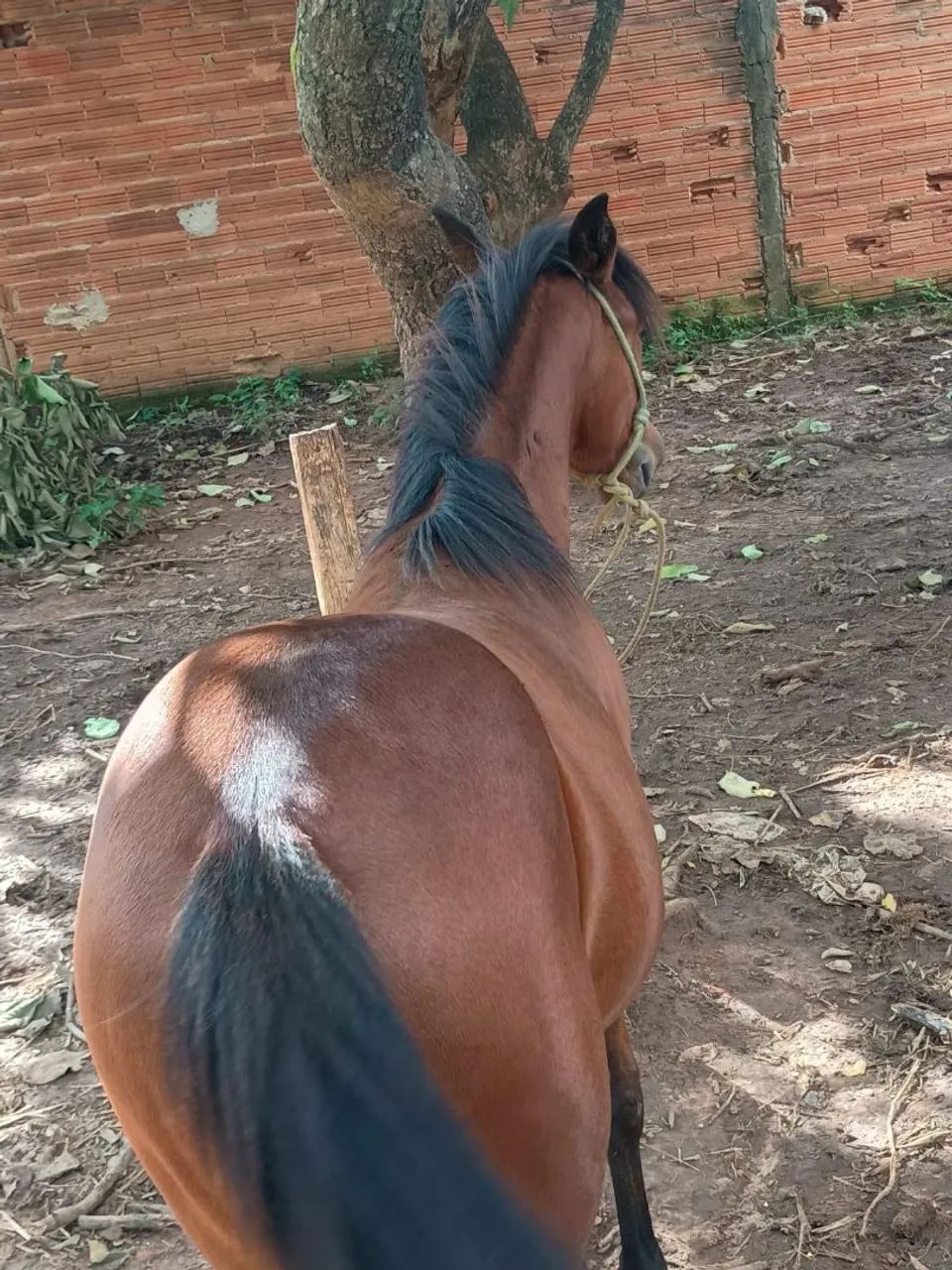 Potra quarto de milha - Foto 3