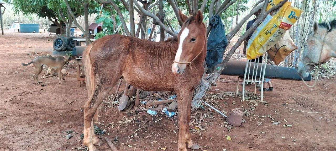 Potro mangalarga - Foto 4