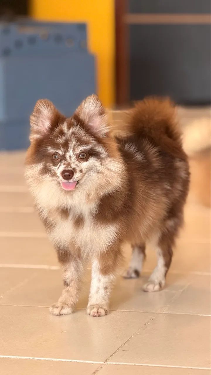 Spitz alemão Merle  - Foto 2
