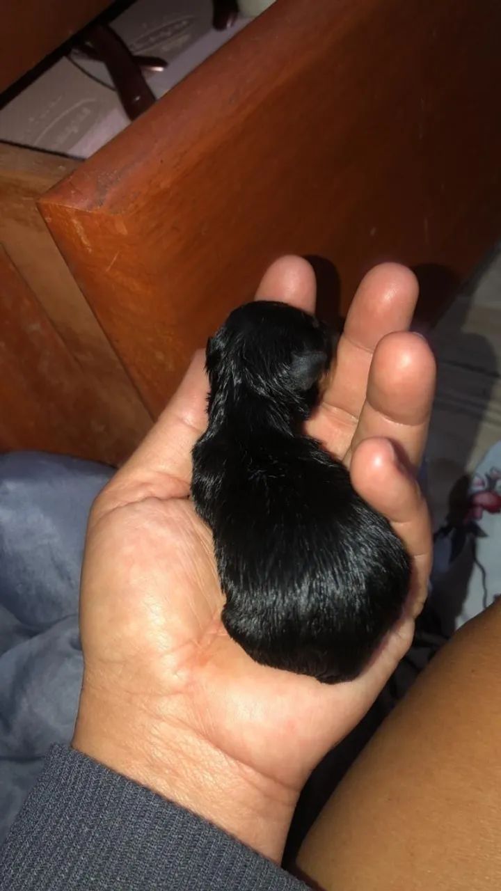 Pinscher fêmea número 0  - Foto 3