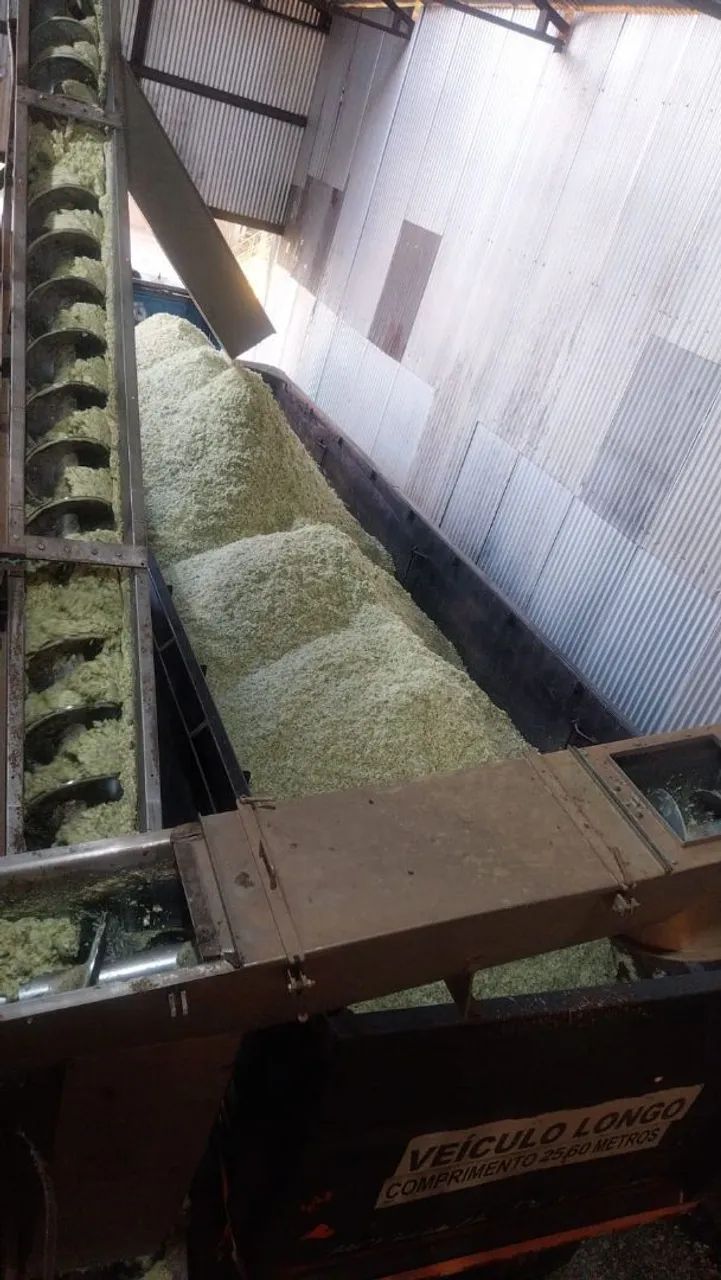 Polpa cítrica umida