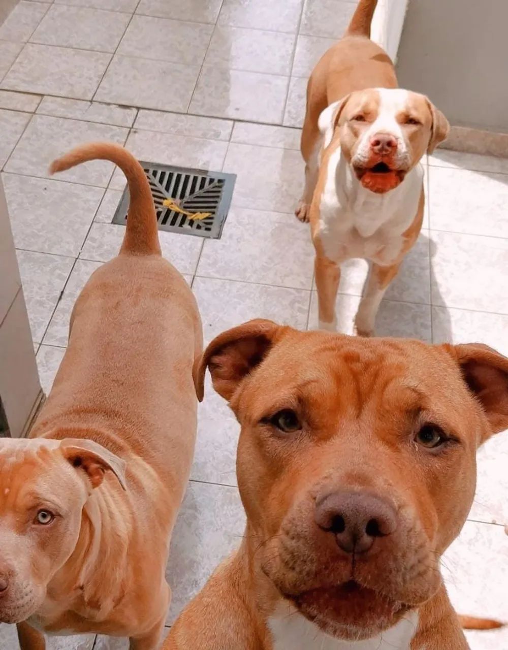 Cachorros ? pitbul