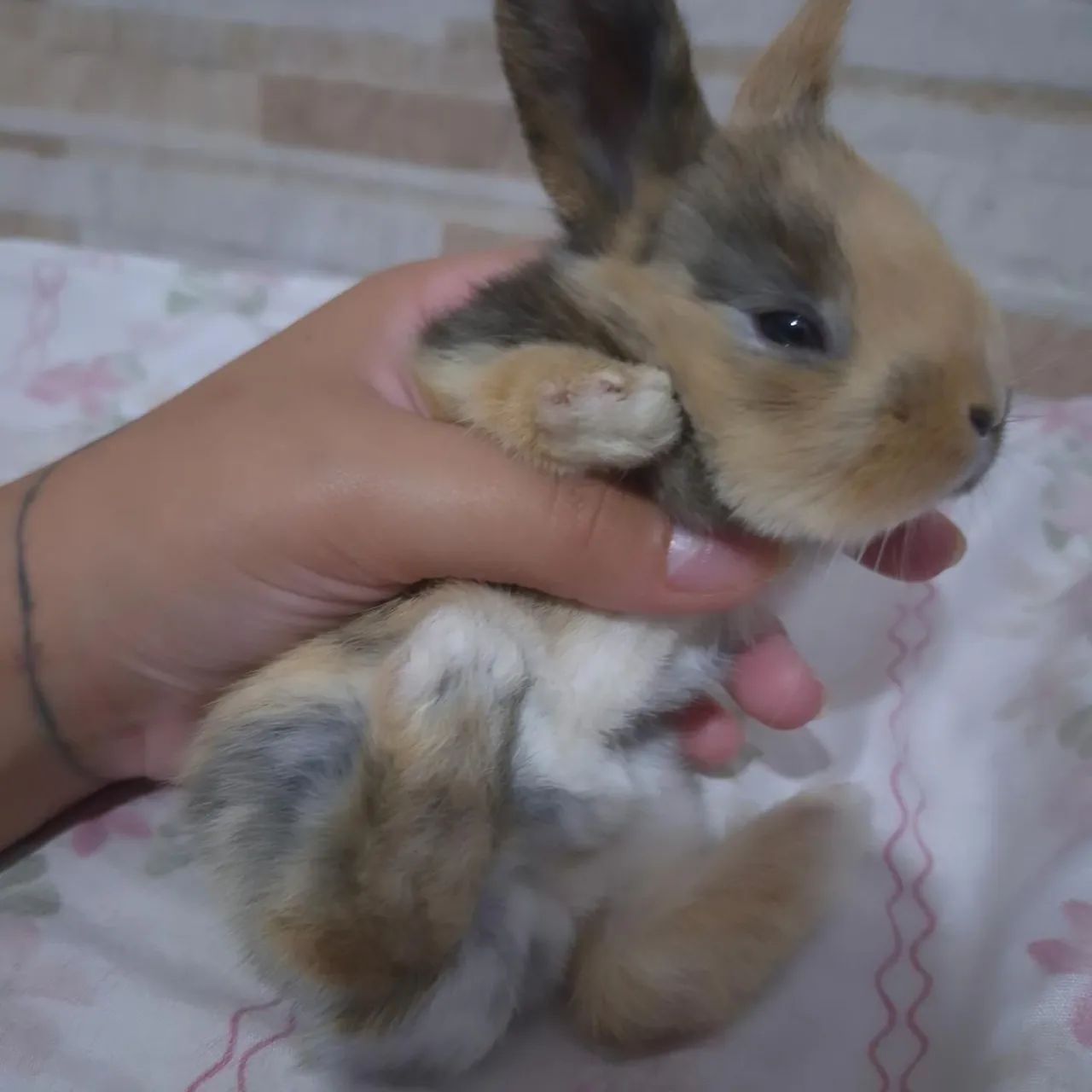 Mini Lop  - Foto 4