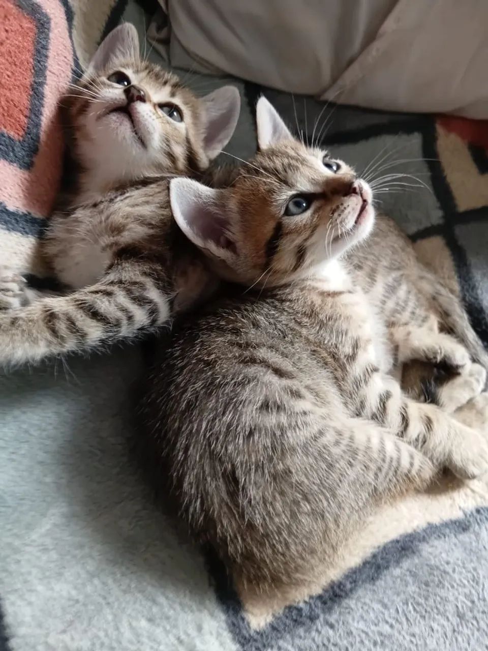 Filhotes de Gato  - Foto 2