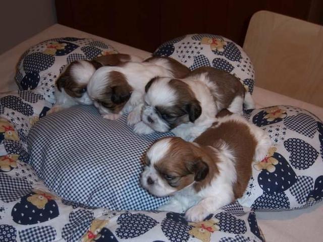 Filhotes de shih tzu , alta genética.