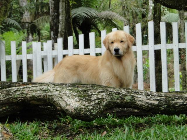 Golden Retriever - belíssimos filhotes Canil Tajj Mahall. Faça a sua reserva !!! - Foto 5