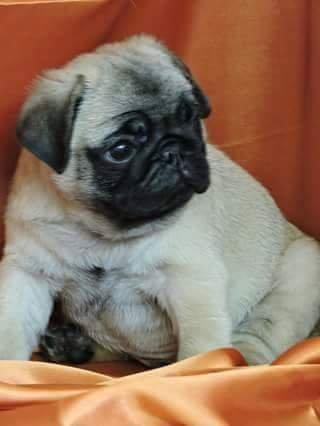 PUG Os mais belos filhotes, excelente linhagem e Pedigree CBKC - Foto 2