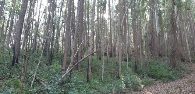 São José  / - Foto 2