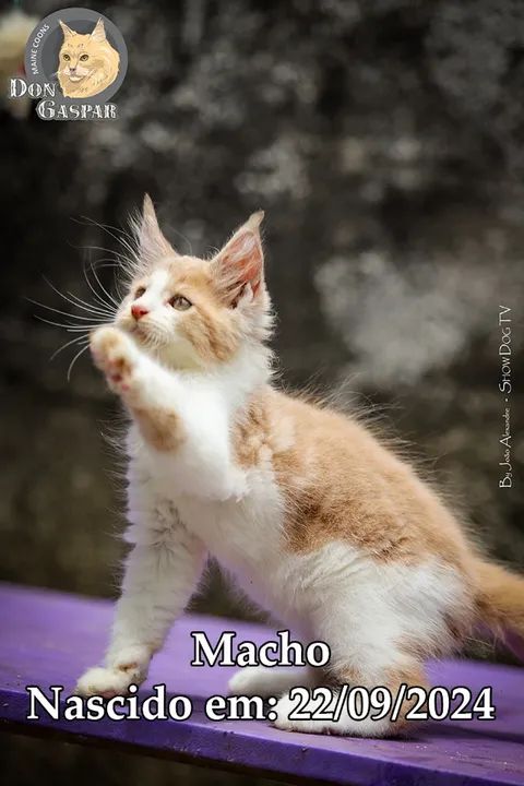 MAINE COONs filhotes (fotos reais)