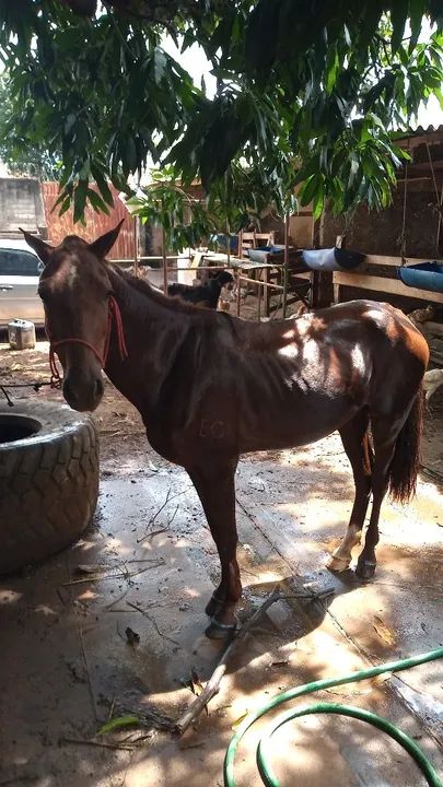 Vendo cavalo piquira 
