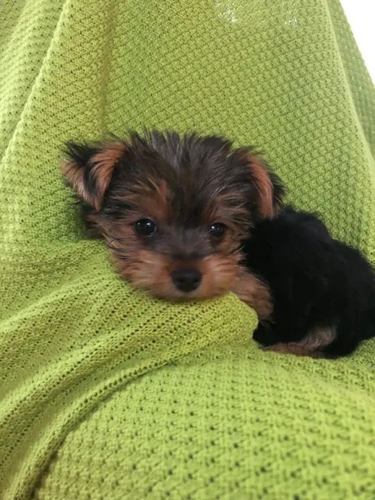 Yorkshire Terrier filhote , te esperando 