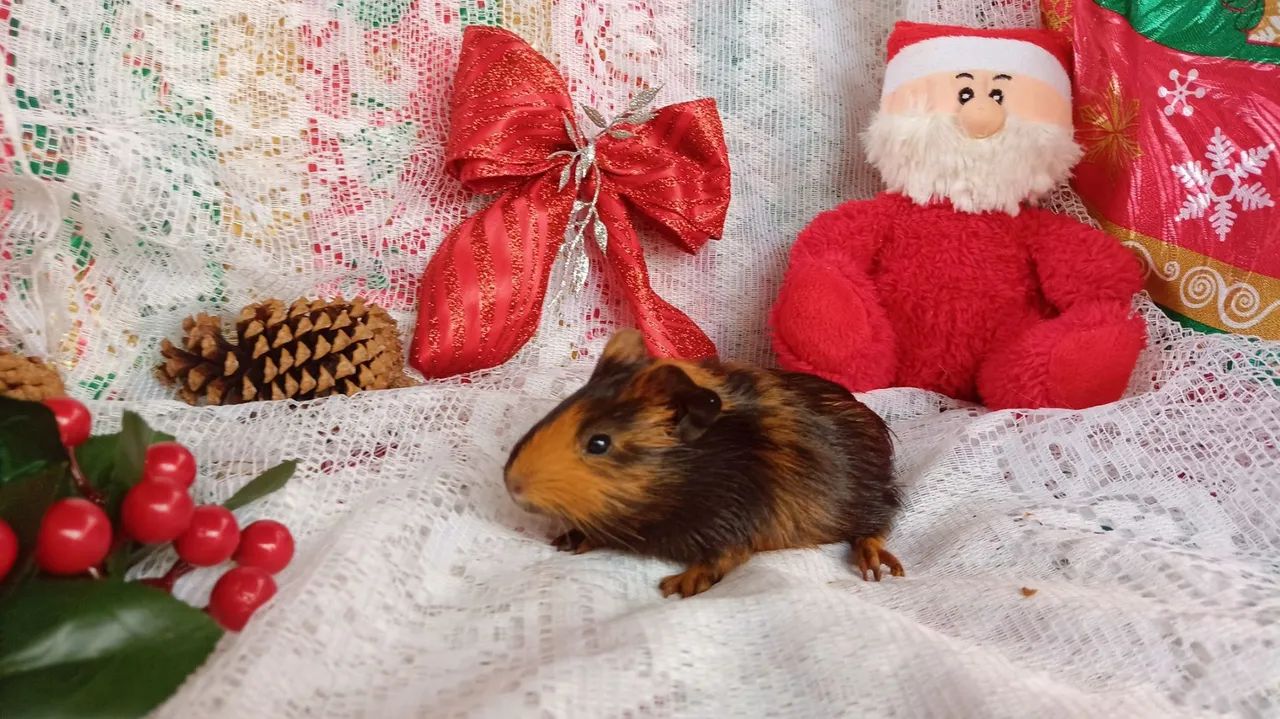 Porquinha da índia fêmea  - Foto 5