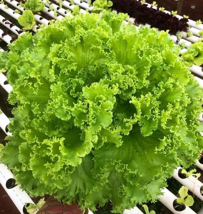 Alface Crespa - Fresca e Deliciosa - Foto 2