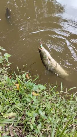 carretilha soloking bfs accura - ultra leve (136g) esquerda - Foto 3