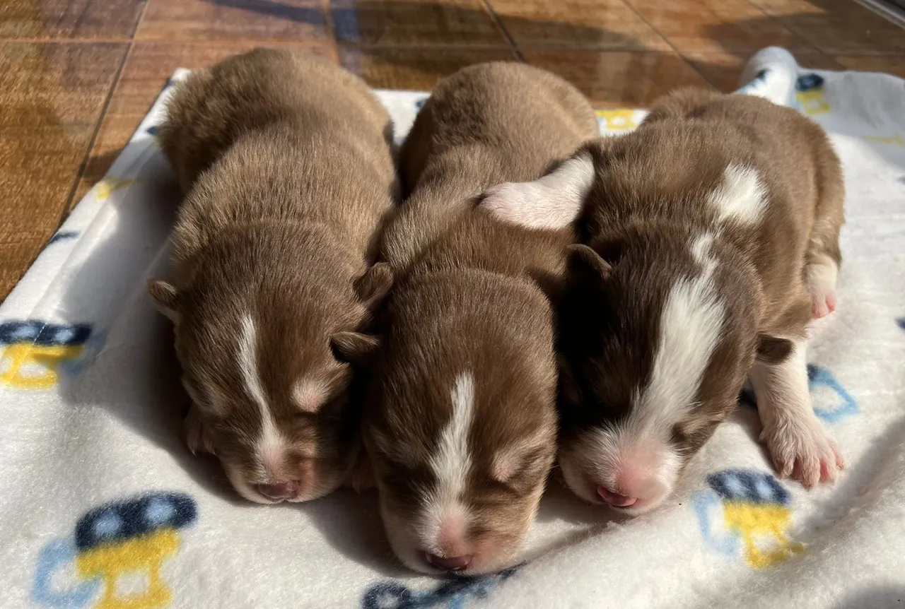 Cachorros em Santa Maria, Cruz Alta e região, RS