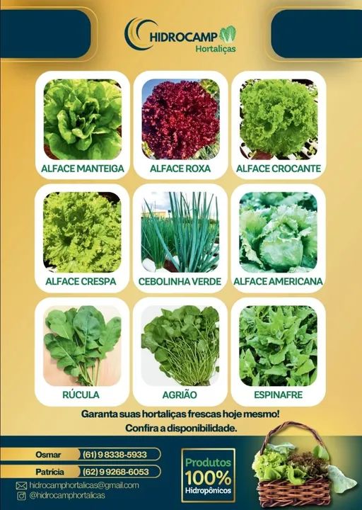 Alface Crespa - Fresca e Deliciosa - Foto 5