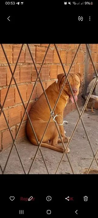 Filhote de Pitbull disponível para adoção - Foto 2