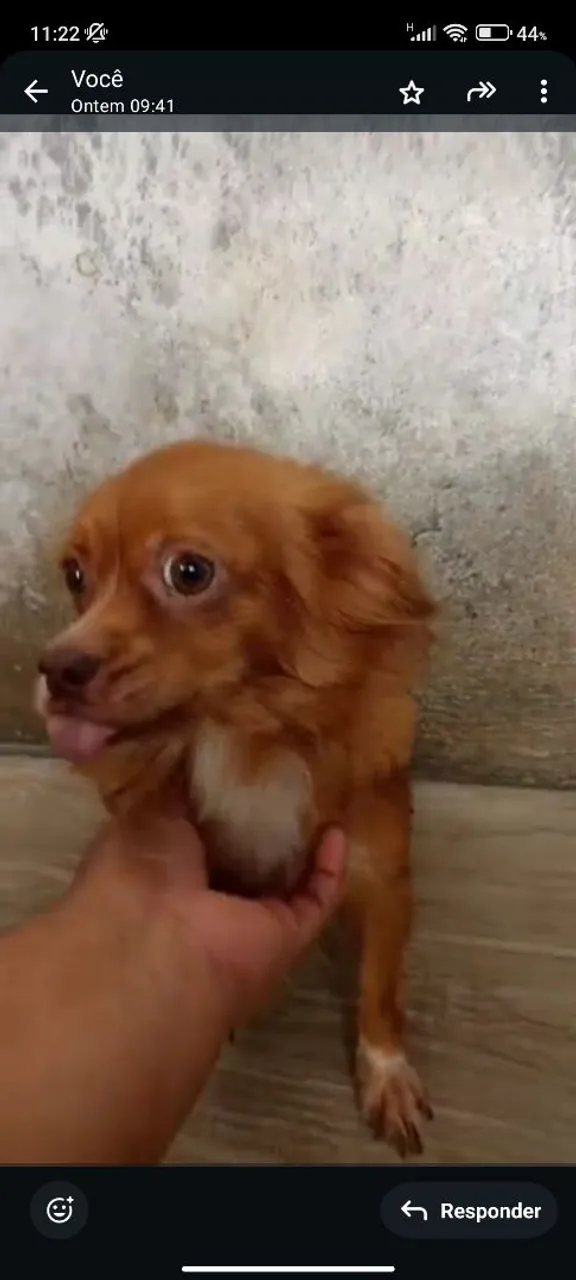 Chiuaua 1 ano disponível