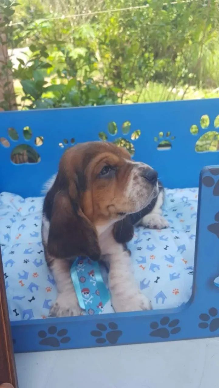 Basset Hound lindos