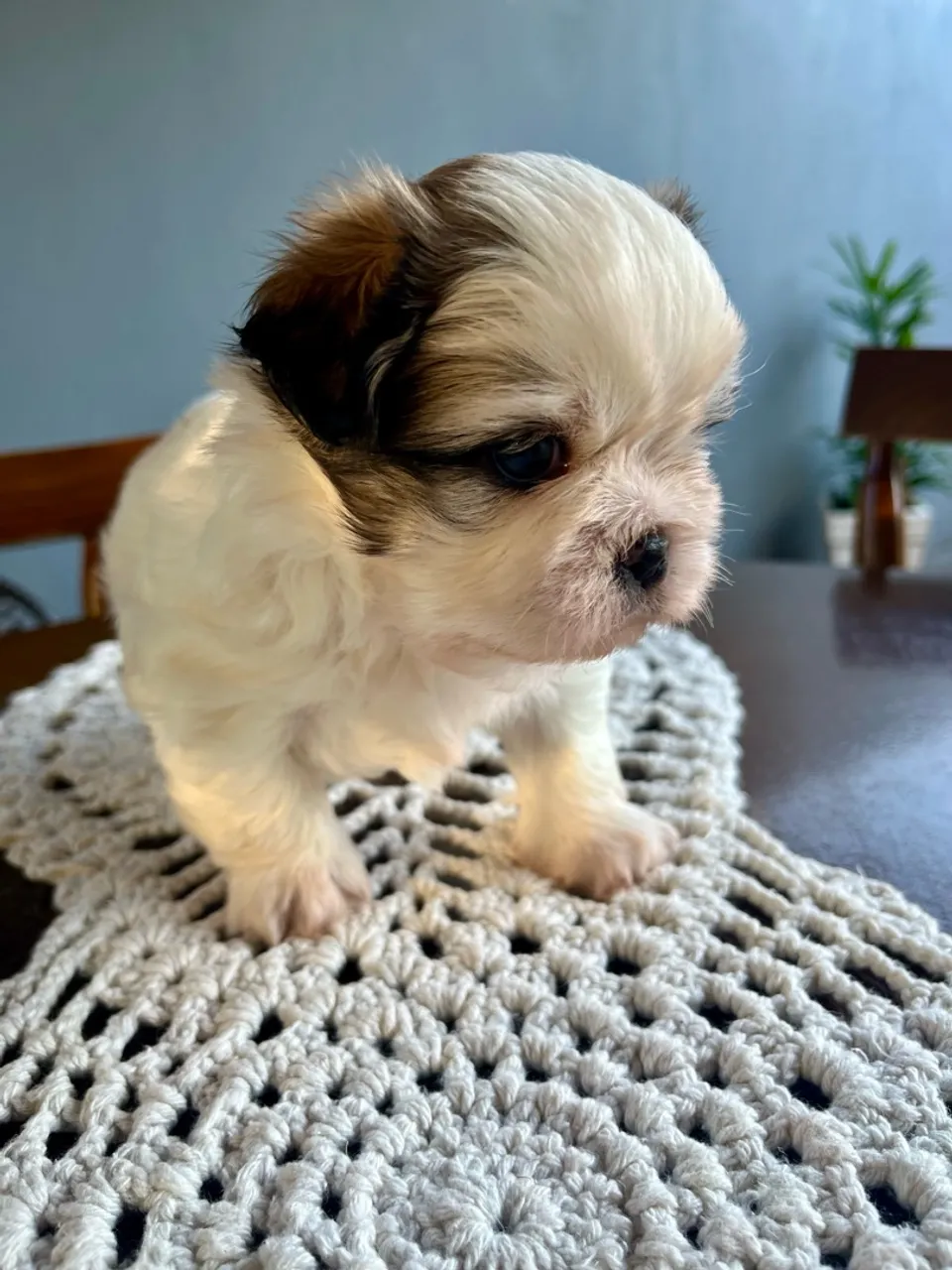 Shih Tzu