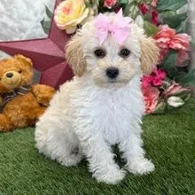 Poodle Miniatura - Linda e Dócil!