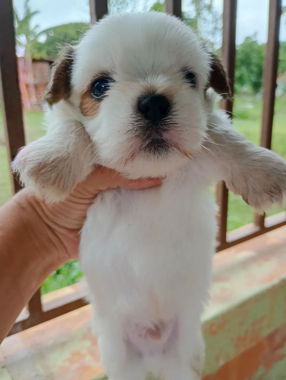 Filhote Lhasa apso  - Foto 4