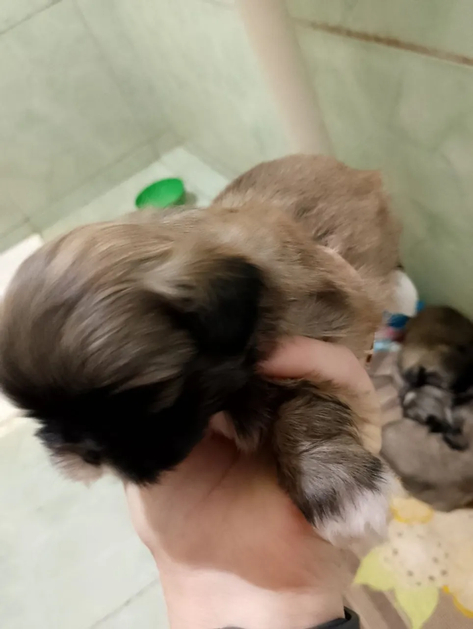 Filhote Shih Tzu - Peludinho e Charmoso!