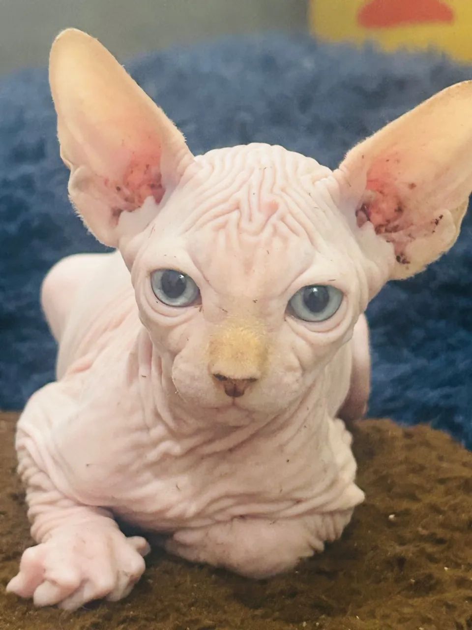 Sphynx filhote Machos  - Foto 3