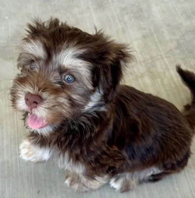 Pequeno Lhasa Apso Macho, Vacinado e com contrato de saúde