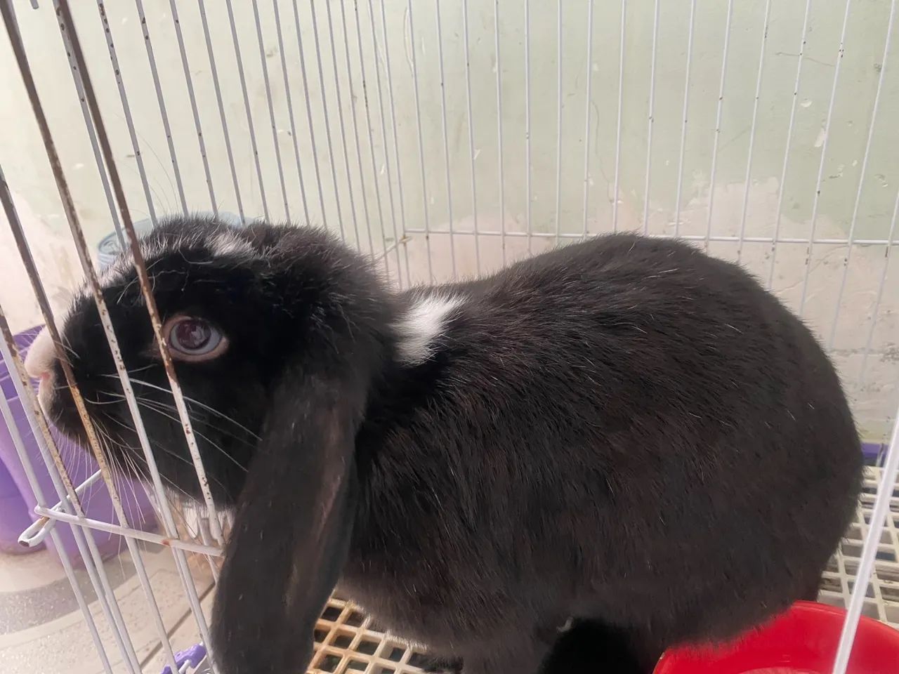 Coelha mini lop e acessórios  - Foto 2