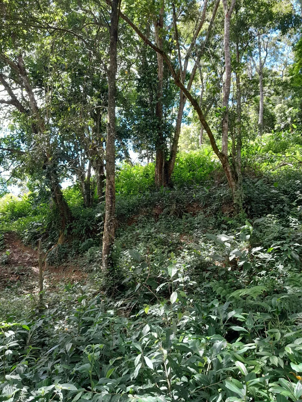 Imóveis