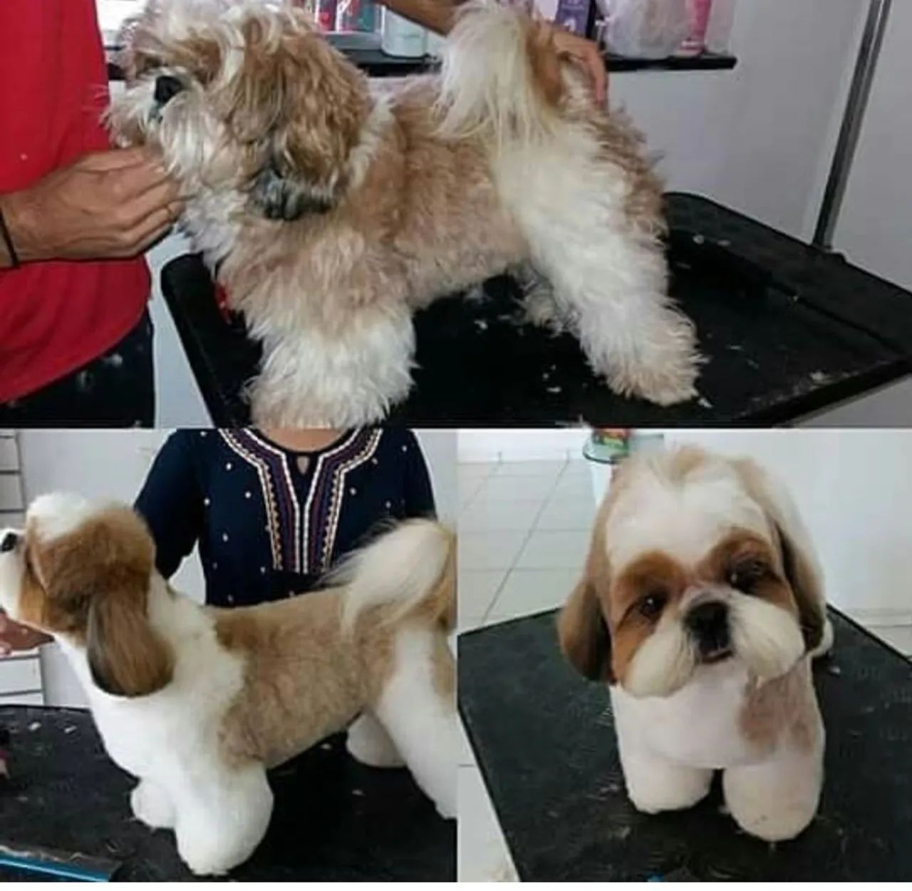 Curso de Banho e Tosa - Foto 2