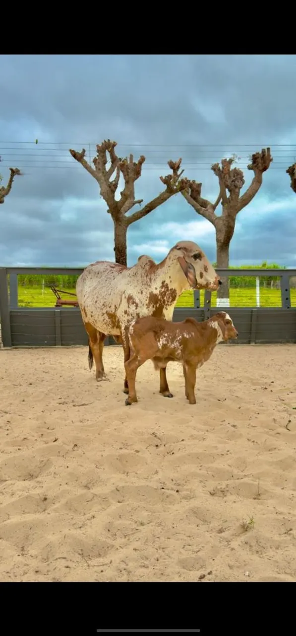 Vaca,bezerro e novilhas girolando